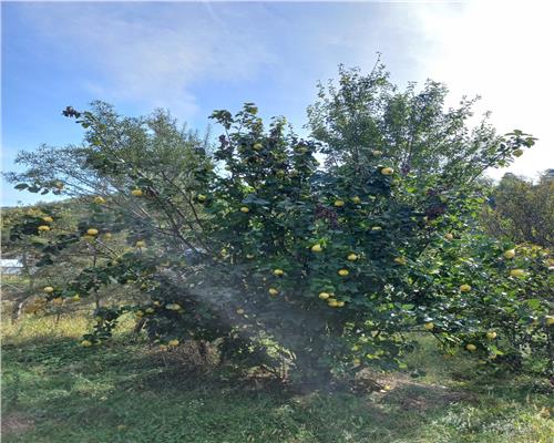 Teren cu pomi fructiferi in zona Turnu-Rosu