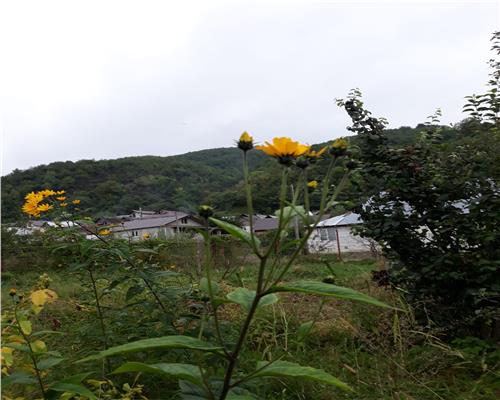 Teren cu pomi fructiferi in zona Turnu-Rosu