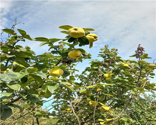 Teren cu pomi fructiferi in zona Turnu-Rosu