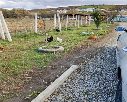 Teren extravilan cu apa si curent 700 mp in Sura Mare