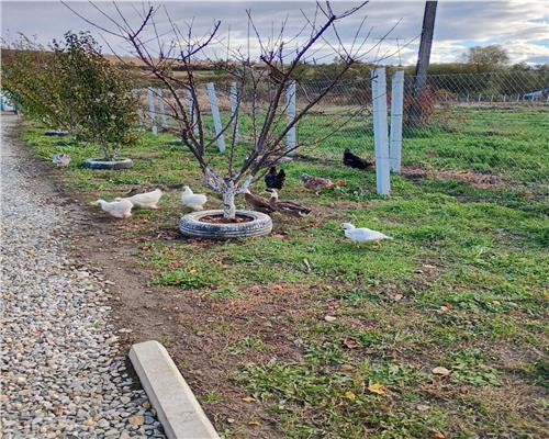 Teren extravilan cu apa si curent 700 mp in Sura Mare