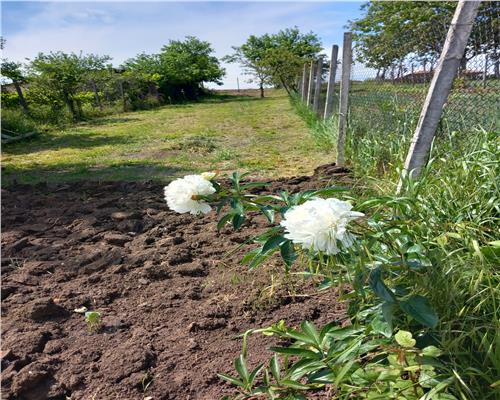 Casa inviduala cu 3 camere Sura Mare 540 mp teren